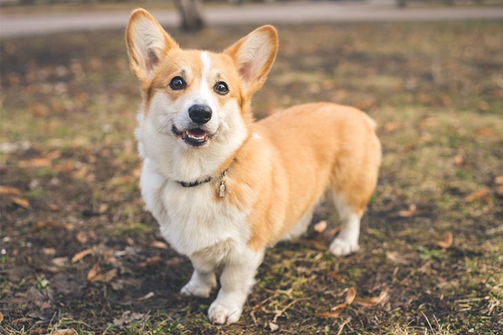 تصویر پمبروک ولش کرگی (Pembroke Welsh Corgi)